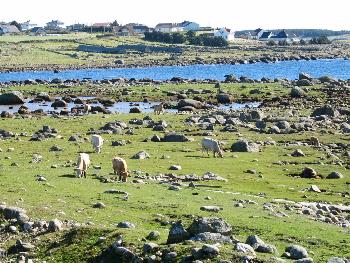 Such die Kuh ... - Lista