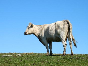 Kuh auf blau - Lista