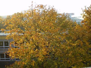 herbstlicher sonniger Morgen