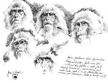 Japanischer  Schneemakacke der mich an einen Dirigenten erinnerte