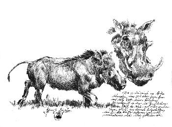 Portrait eines Warzenschweins