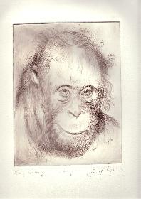 Orig. Radierung Portrait eines Orangs