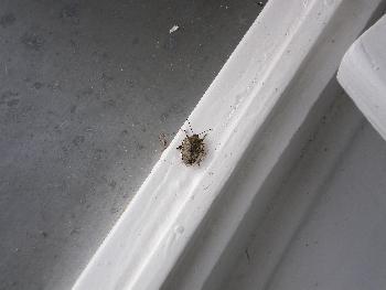 Sonnenbad einer Wanze