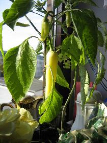 Gr�ne Peperoni im K�chenfenster