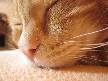 Der Digge am schlafen (Detail)