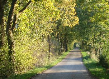 Waldweg im Herbst