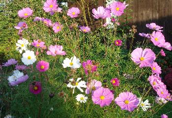 Blumen