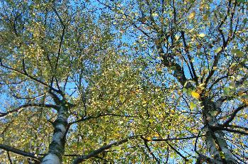 B�ume