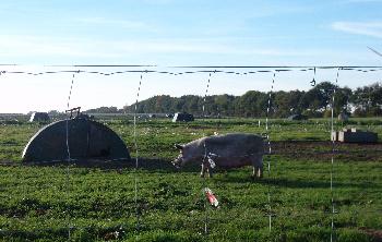 Schweinchen auf der Weide