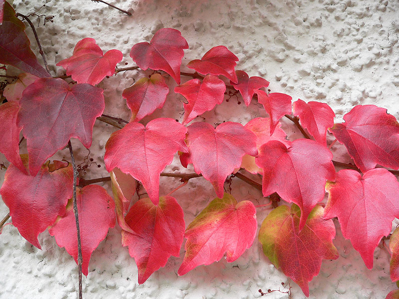 rotes Herbstlaub