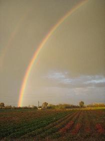 Regenbogen ber dem Erdbeerfeld (links)