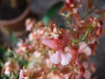 klein aber fein und mein