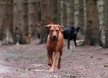 Flight_of_Ikarus: Motion 1