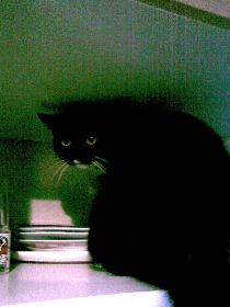 wistful: Lea im Geschirrschrank-Sie meint sie w�r ein Teller