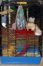 Broscha hat jetzt einen roten Teppich