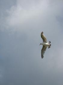 Seem�we im Flug