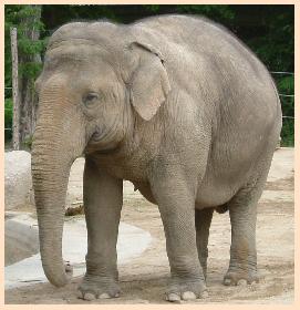 Ich liebe diese Tiere ..