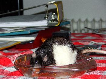 Broscha - das war lecker