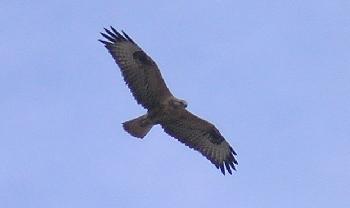 moto72: Greifvogel im Flug