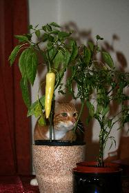 Der Digge im Perperoniwald