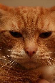 Der Digge ist genervt