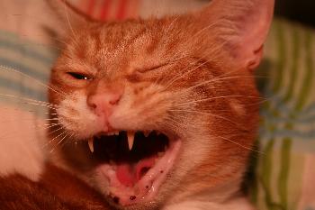 Jetzt lasst mich in Ruhe