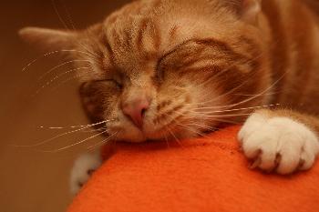 Matratzenschmusen :)