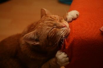 Matratzenschmusen ll