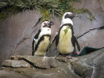 Afrikanische Pinguine (Georgia-Aquarium, Atlanta, USA)