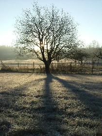 Eisige Morgenstimmung auf glitzerndem Boden ..