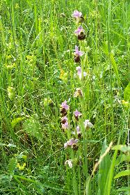 wiesodenn: Ophrys holoserica  ( eine Gruppe auf dem Magerrasen )