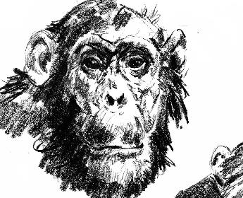 Chimp 01