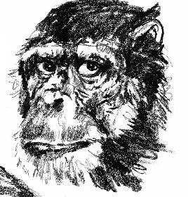 Chimp 02