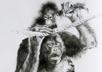 Orangmutter Zoo K�ln