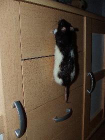 Broscha: Cliffhanger 2