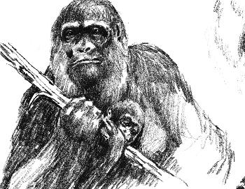 Flachlandgorilla 02