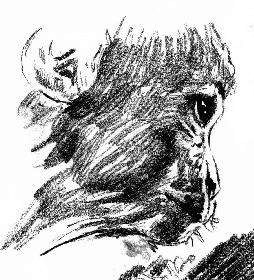 Skizzen von Indischen  Hutaffen 02