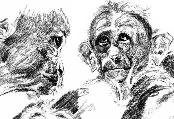 Skizzen von Indischen  Hutaffen 03