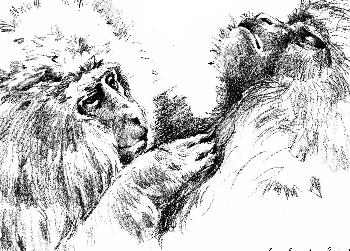 Schneemakacken vorm Baden 03