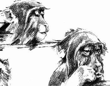 Schneemakacken beim Baden 01