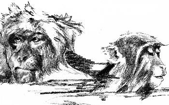 Schneemakacken beim Baden 03