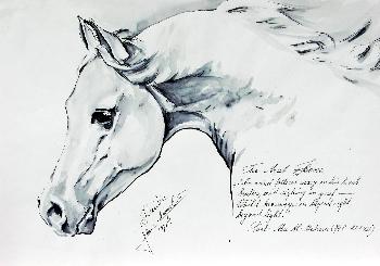 Arab Horse 03