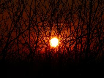 Prickly sun ...