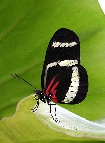 Schmetterling
