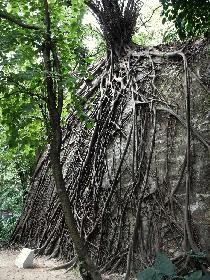 Wurzel, Wurzeln und noch mal Wurzeln...