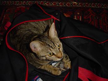 railman1967: Taschenkater der Zweite