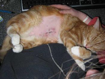 Der Digge nach der OP