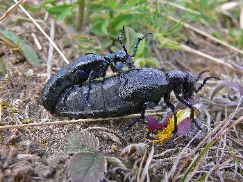 wiesodenn: lkfer,  Frauen knnen viele Dinge gleichzeitig :-)