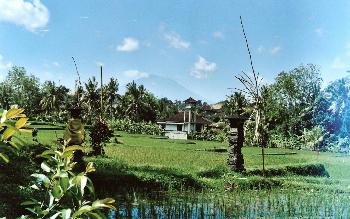 Reisfeld bei Ubud