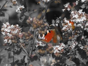 Korkenzieherlocke: most beautiful nature